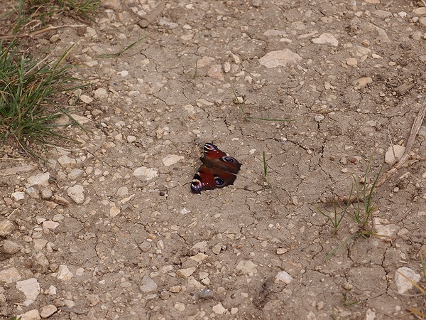 Bild Nr. 29